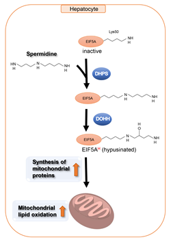 Spermidine is the sole substrate for the hypusination of EIF5A (EIF5AH).
