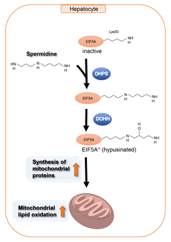 Spermidine is the sole substrate for the hypusination of EIF5A Spermidine is the sole substrate for the hypusination of EIF5A (EIF5AH).