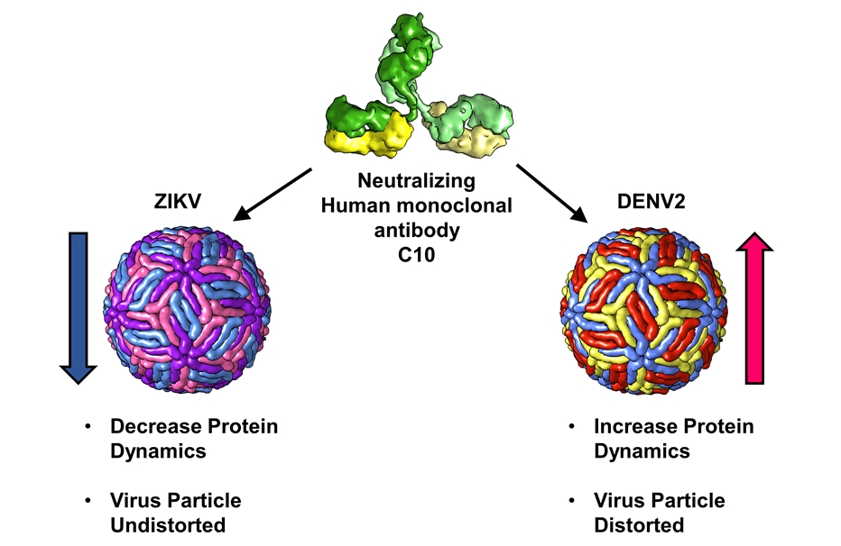 Structural analysis of the antibody C10 reveals distinctly different mechanisms of action on the Zika and Dengue (DENV2) virus