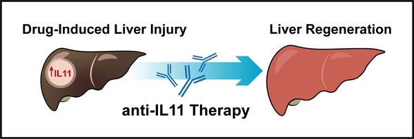 Blocking IL-11 signalling can help liver regenerate after injury from paracetamol toxicity Blocking IL-11 signalling can help liver regenerate after injury from paracetamol toxicity
