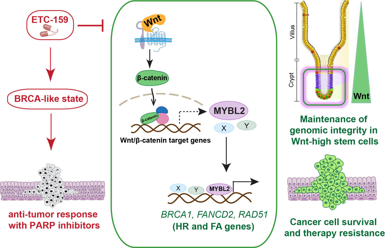 The team found that Wnt/beta-catenin pathways activate MYBL2 in the nucleus, which regulates several DNA repair genes. 