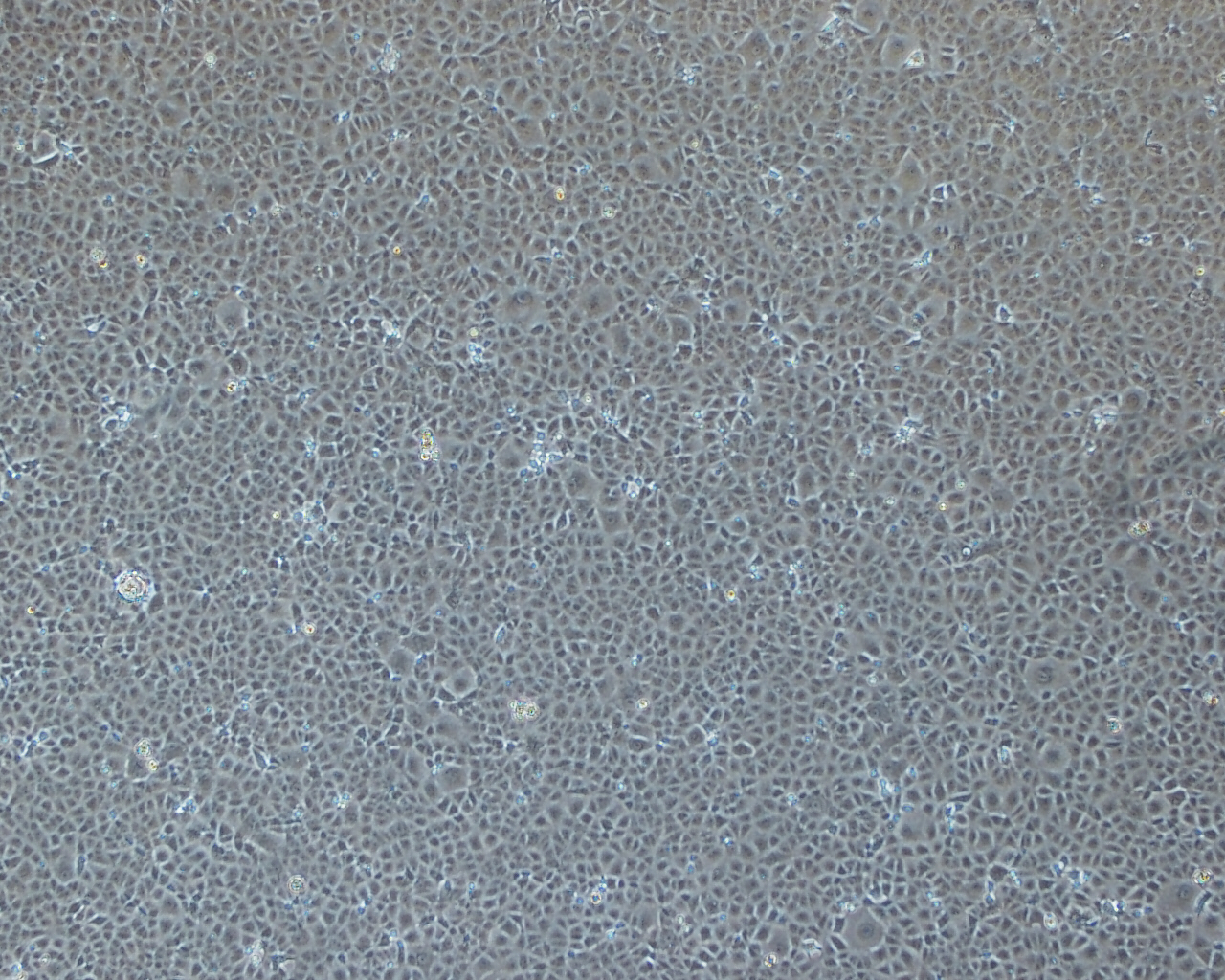 Healthy monkey kidney cells