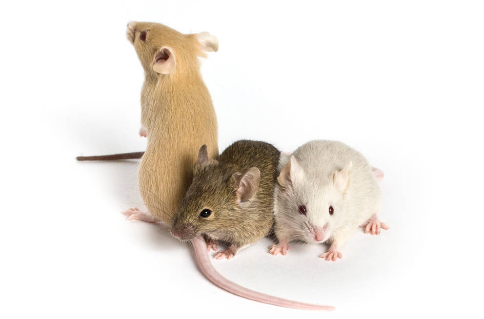 mouse