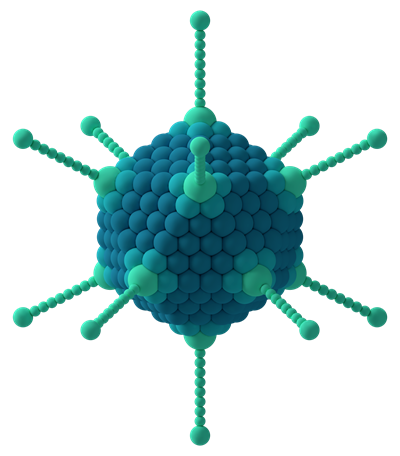 Adenovirus_3D_schematic