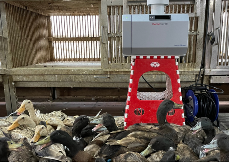 Duke-NUS scientists identify more effective way to detect poultry viruses in live markets