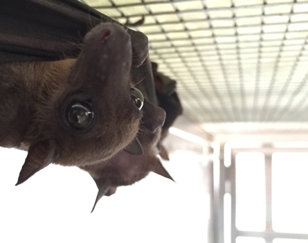 Duke-NUS scientists reveal first close-up look at bats’ immune response to live infection (spotlight)