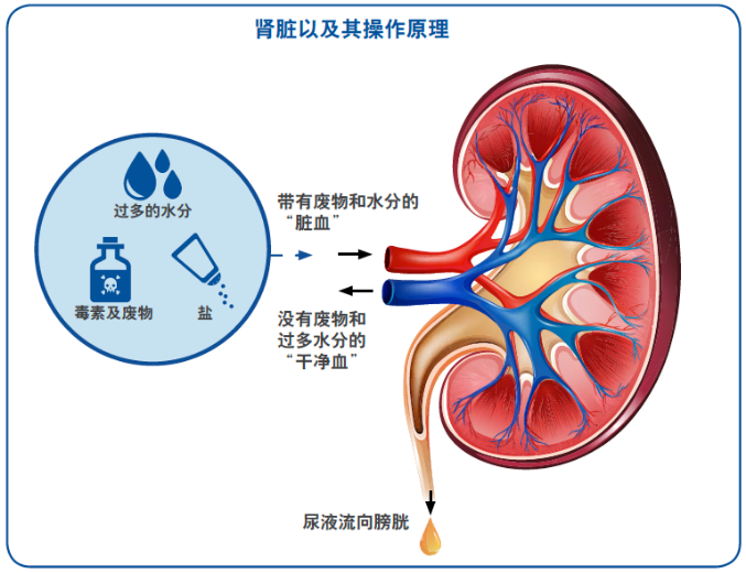 how-kidney-works