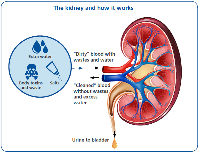 how-kidney-works