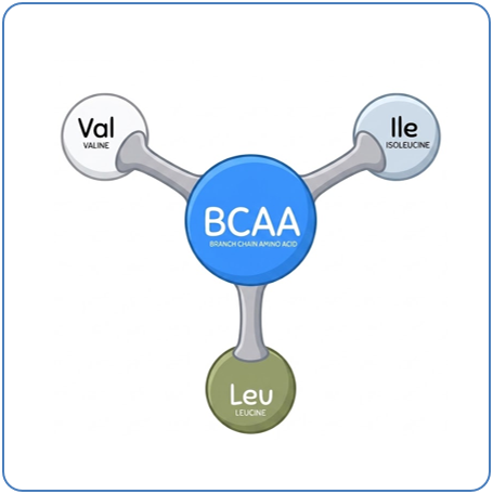 bcaa
