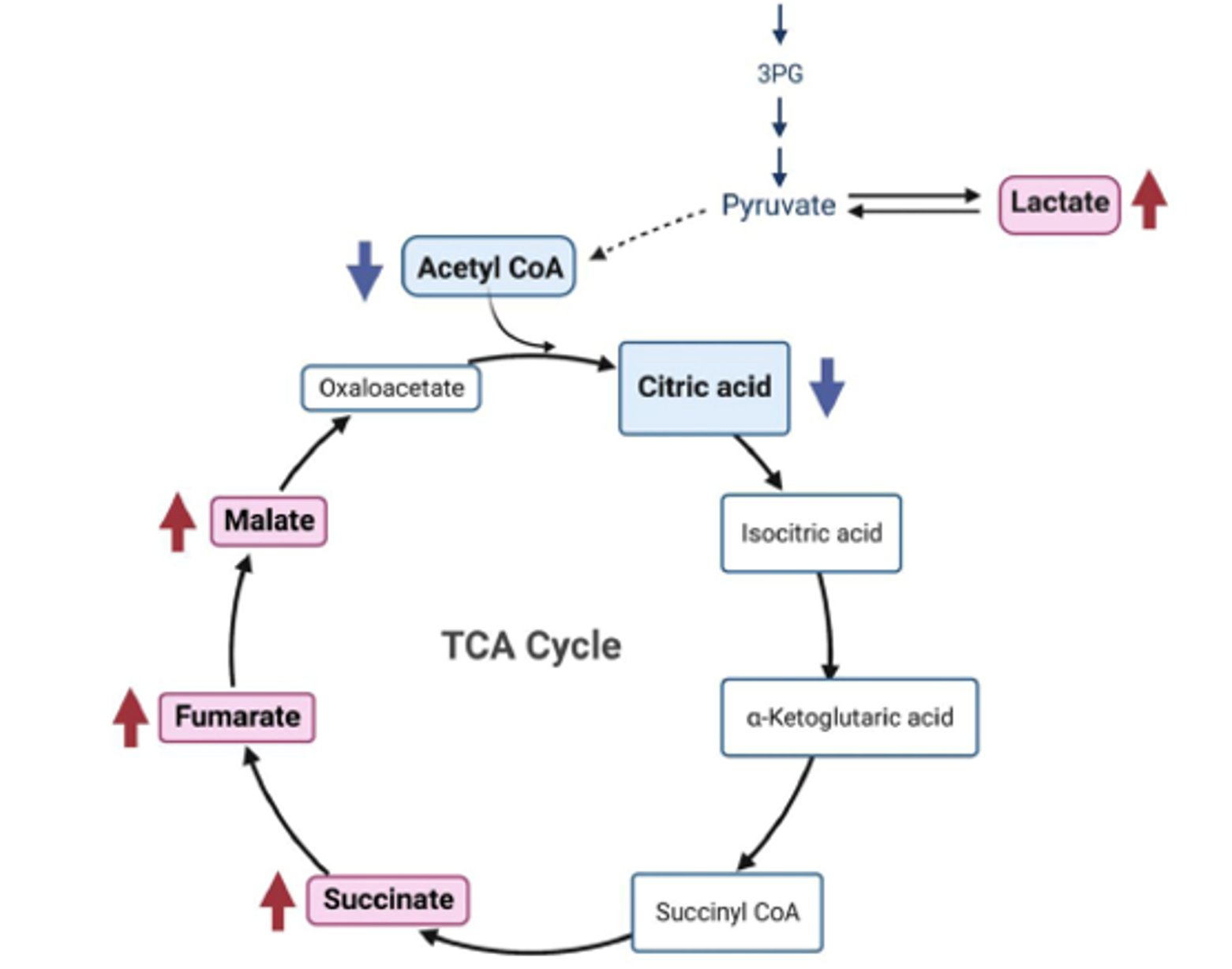 T1_Image 2 (TCA cycle)
