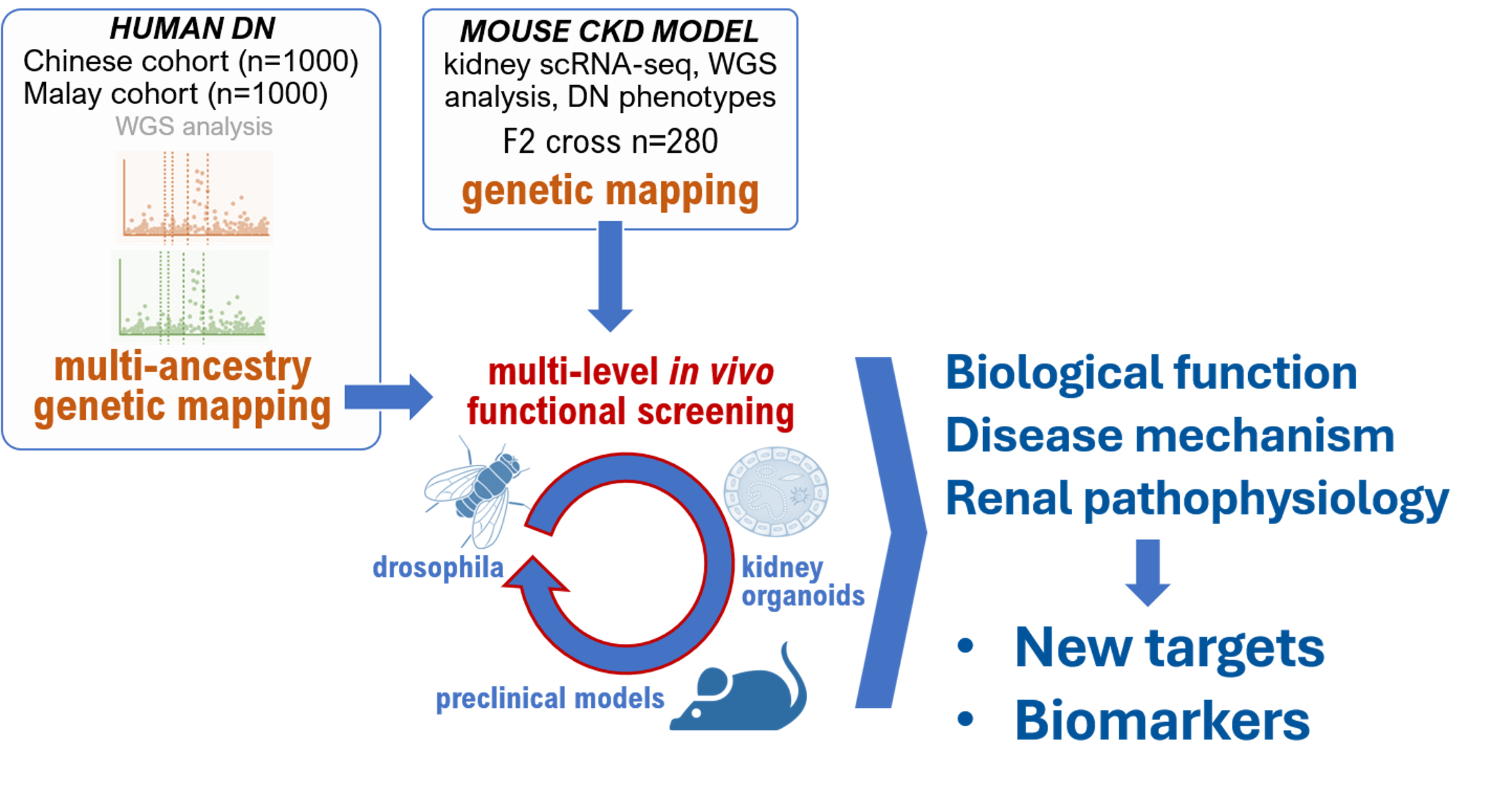 T5_Image 1 (mouse model)
