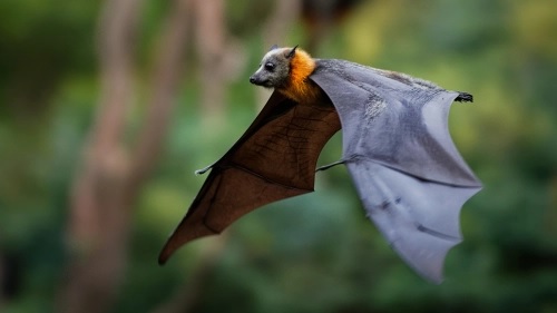 bat