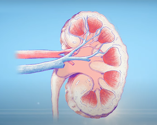 kidney